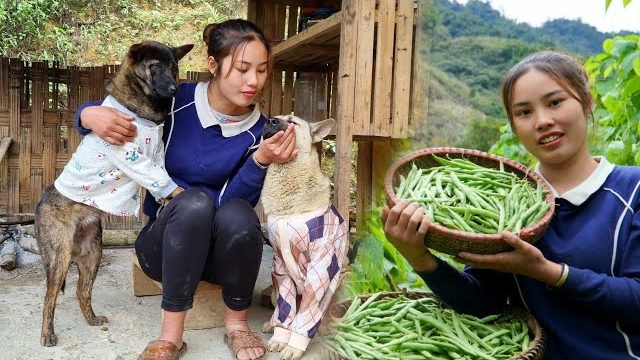 Собираю бобы и приношу их на рынок продавать. Покупаю одежду для собаки, чтобы согреть ее. Дуонг смотреть онлайн