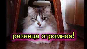 КОШКИ С ОЗВУЧКОЙ.