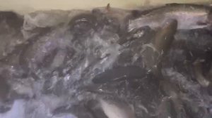 Приход форели средней навеской 1.6 кг. для дальнейших зарыблений !