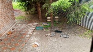 рубрика, архивные видео про бельчат