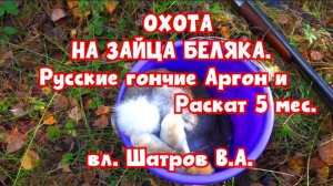 ОХОТА НА ЗАЙЦА БЕЛЯКА.Русские гончие Аргон и Раскат 5 мес. вл. Шатров В.А.#охота #топ #hunting