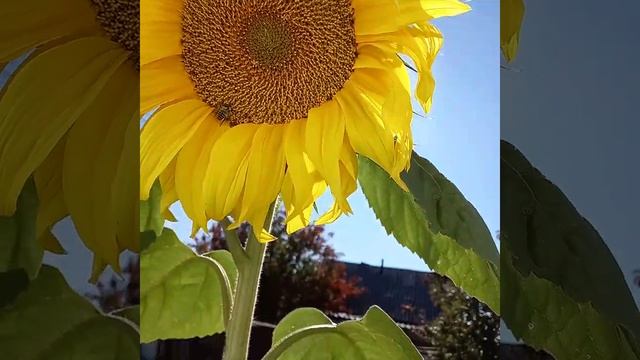 Подсолнух золотой! смотреть онлайн