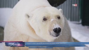 В Московском зоопарке обживается белая медведица из тайги