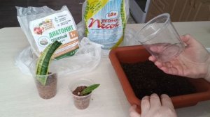 Способ размножения сансевиерии укоренением листа.