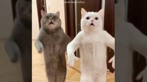 Мастера по танцам 😁