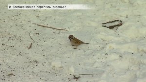 Время местное. Эфир: 10-02-2026 - Всероссийская перепись воробьёв