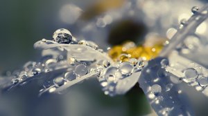 Капельный макромир  *  Фотоработы Стива Уолла