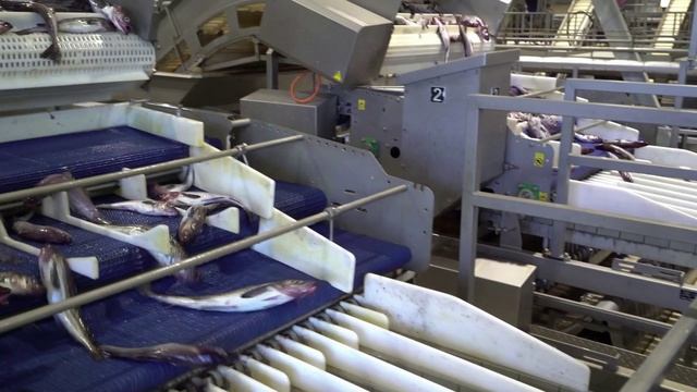 Охотоморская путина-2026: с начала года дальневосточные рыбаки добыли 305 тыс. тонн минтая