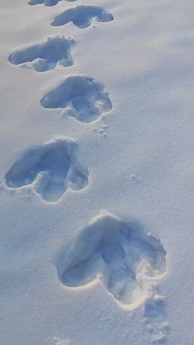 Следы для РенТВ смотреть онлайн