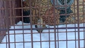 090226гГлавный нападающий леопард ПоршЯшка