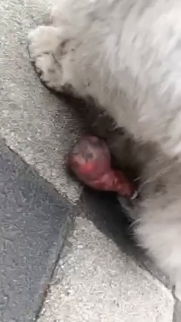 ⚠️ ХВАТИТ МОЛЧАТЬ. ПРОСТО ХВАТИТ. Ещё сколько собак должно умереть в муках?
Ещё сколько щенков ... смотреть онлайн