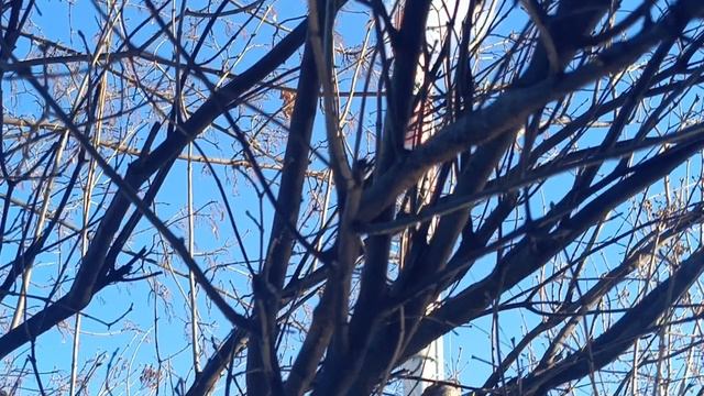 Воробьи зовут весну!🌱🐦🐦🐦 смотреть онлайн