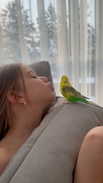 Волнистый попугай смотреть онлайн