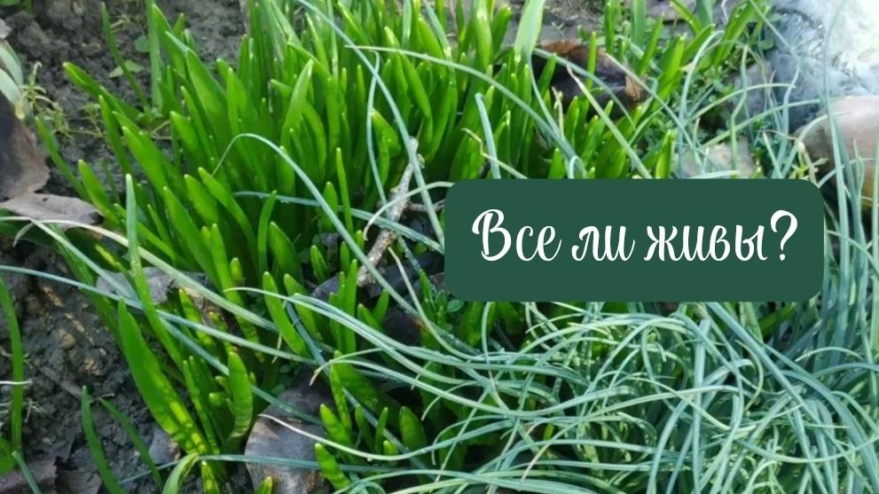 Прогулка по саду после морозов в теплый, южный, февральский день. смотреть онлайн