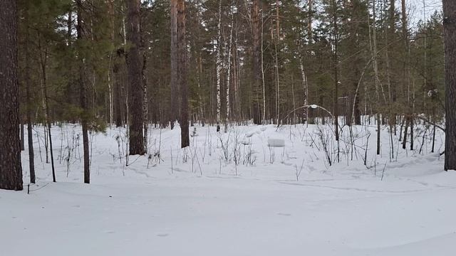 Закладчики, коза и дятлы. Прогулка по февральскому лесу смотреть онлайн
