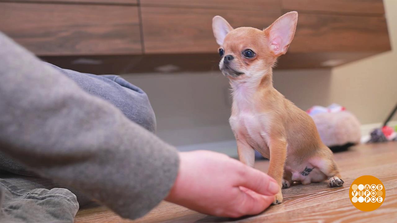 Маленькая собака - все равно собака! Доброе утро. Фрагмент выпуска от 10.02.2026 смотреть онлайн