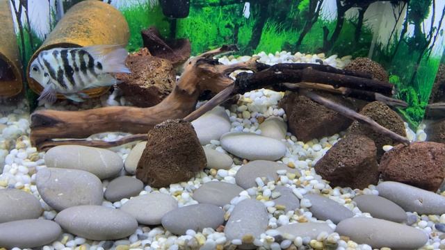 как цихлиды выкосили 100 литровый аквариум