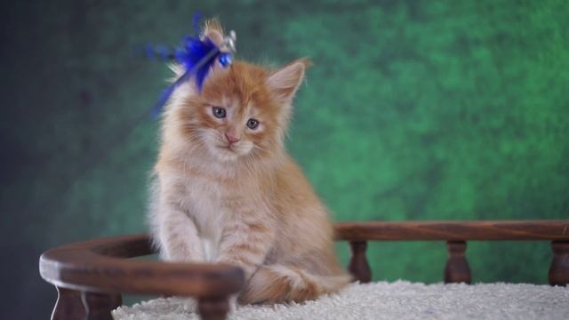 Gabriel 15 месяца