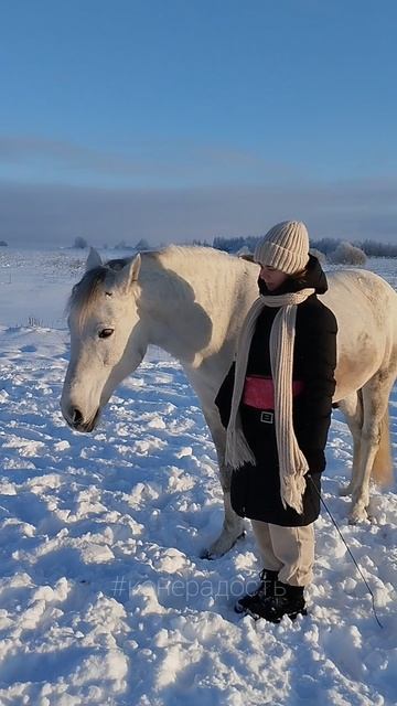 Шарфик вкусный! Алиса и Фаир. Осаживание #ипповенция #насвободе #мм #нх #лошади смотреть онлайн