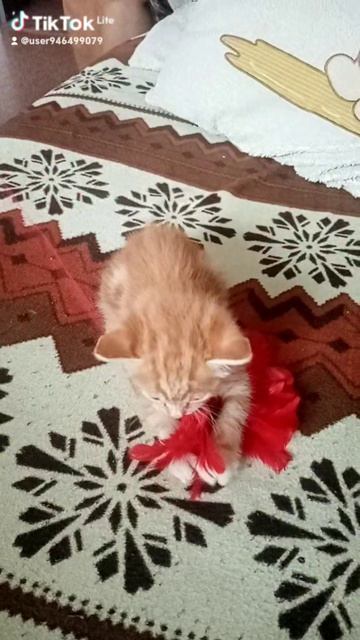 Кот Рыжик. смотреть онлайн