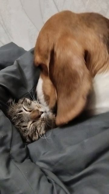 Бигль и кот смотреть онлайн