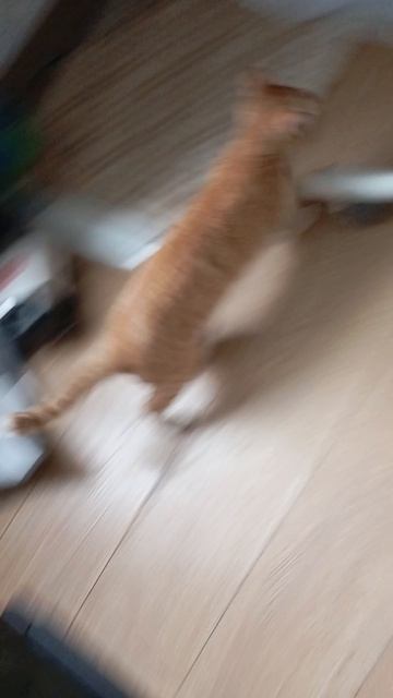 жизнь кошек 3 часть смотреть онлайн