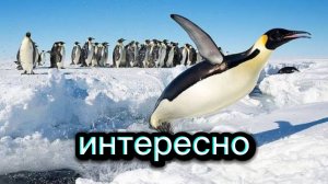 Пингвины 🐧