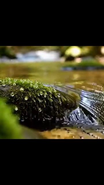 ASMR асмр звукиприроды