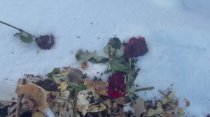 Пищевые отходы укладываю  на грядку.