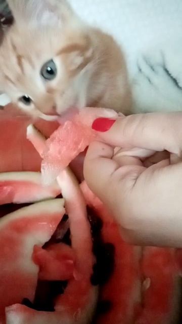 Кот Рыжик смотреть онлайн