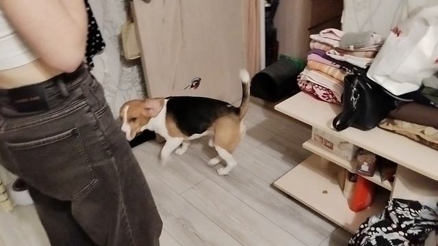 Бигль и крыса смотреть онлайн