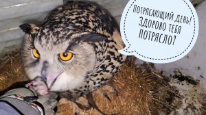 Банк заблокировал карты и счета, потом разблокировал, а там и день прошёл. Опять сов кормить пора!