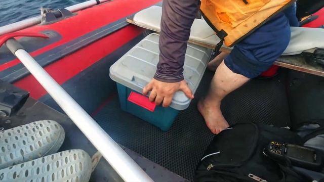 Приморский край мыс Поворотный  Треска