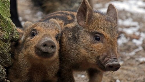 🌳 Лесные гиганты: 🐗 Удивительные факты о могучих кабанах! смотреть онлайн