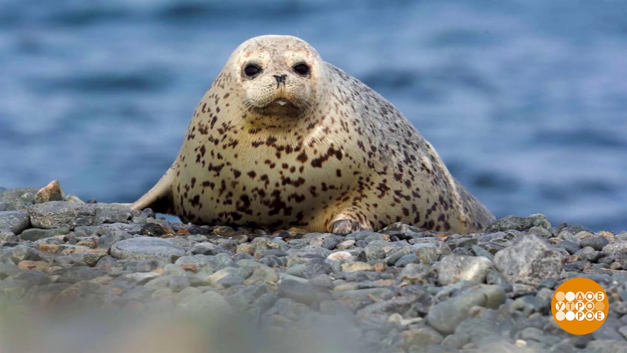 Ларги: белые и пушистые. Потому что маленькие! Доброе утро. Фрагмент выпуска от 11.02.2026 смотреть онлайн