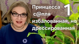 1 часть. Принцесса с@пля избалованная, но дрессированная❗️