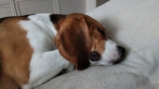 Бигль спит смотреть онлайн