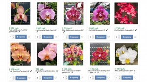 🌸ПРОДАЖА ОРХИДЕЙ. Предзаказ орхидей на сезон 2026 года. Обзор №5 от 11.02.26г. Купить орхидею.