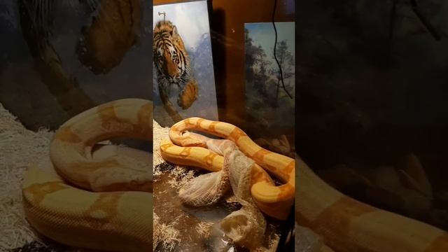императорский удав Клеопатра линька. / boa constrictor imperator shedding смотреть онлайн