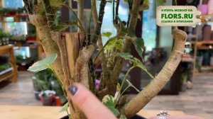 Полисциас Балфуриана - большой экземпляр | Почему у вас не получится вырастить из маленького большо