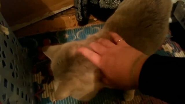 Кот говорит Я тебя ЛЮБЛЮ. Разговаривает - Самое милое видео