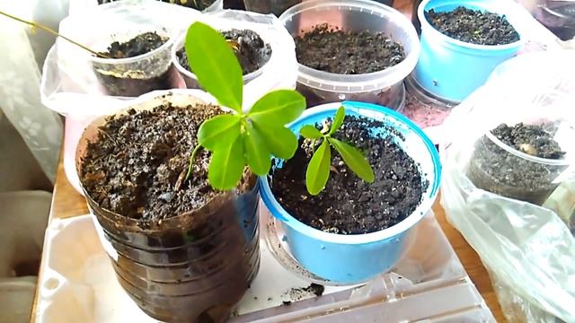 Бересклет европейский - сажаем семенами - часть 2 смотреть онлайн