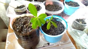 Бересклет европейский - сажаем семенами - часть 2