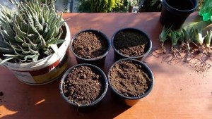 How to grow aloe vera  "Aloe aristata"