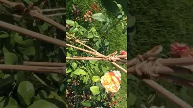 РОЗЫ ОСТИНА....Розы Дэвида Остина второе цветения.