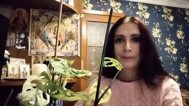 Монстера заплакала.