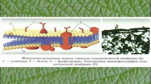 Биология 10 кл Проф уровень §12 Плазматическая мембрана. Клеточная стенка