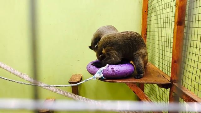 Контактный Зоопарк и Милые Зверюшки 0+ смотреть онлайн