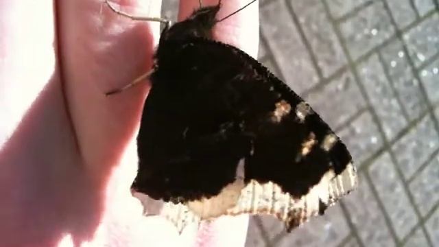 The adventures of Nymphalis antiopa смотреть онлайн