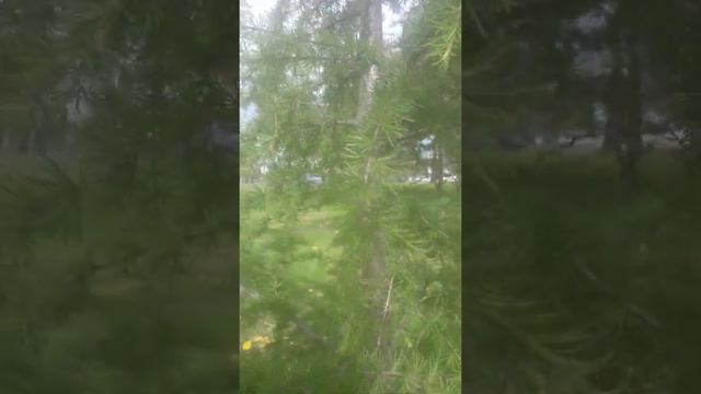 #репост Помогайте сохранить молодые саженцы #экология #зелень #планета смотреть онлайн